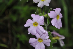Primula blattariformis