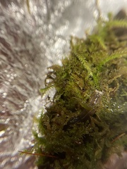 Crossocalyx hellerianus