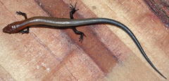 Panaspis namibiana
