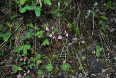 Androsace spinulifera
