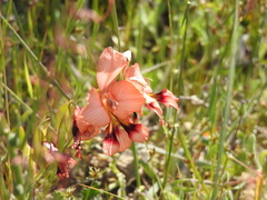 Gladiolus meliusculus