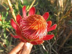 Leiocephalae