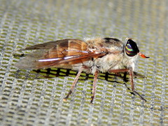 Hybomitra difficilis