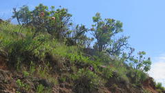 Leiocephalae