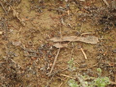 Cataglyphis longipedem