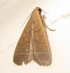 Hypsopygia nostralis