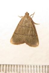 Hypsopygia nostralis
