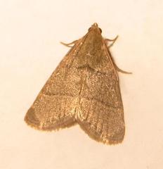 Hypsopygia nostralis