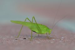 Phaneroptera