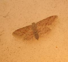Scopula minorata