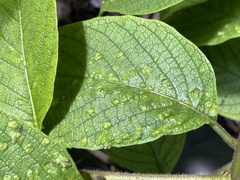Aceria tournefortiae