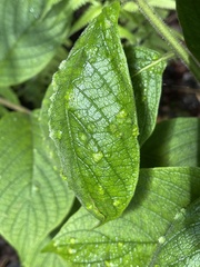 Aceria tournefortiae