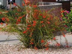 Russelia equisetiformis