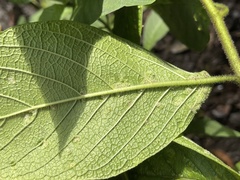 Aceria tournefortiae