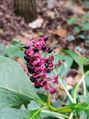 Phytolacca acinosa