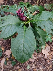 Phytolacca acinosa