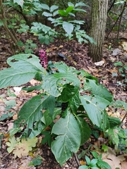 Phytolacca acinosa