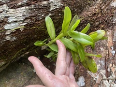 Epidendrum boricuarum