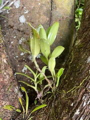 Epidendrum boricuarum