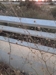 Bituminaria bituminosa