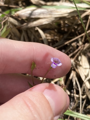 Torenia crustacea, photograph 3