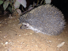 Atelerix albiventris