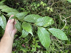 Ocotea floribunda