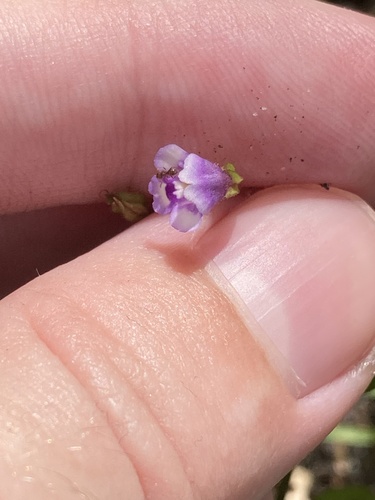Torenia crustacea, photograph 4