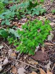 Euphorbia peplus
