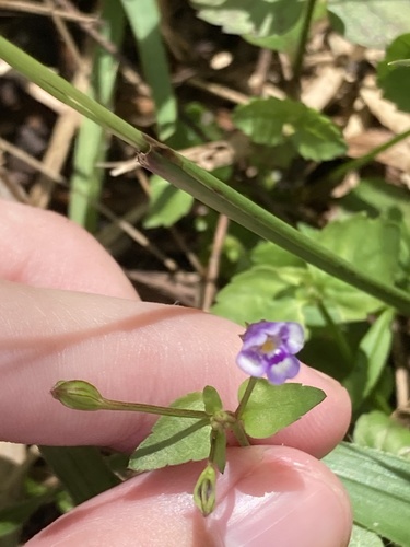Torenia crustacea, photograph 5