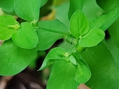 Euphorbia peplus