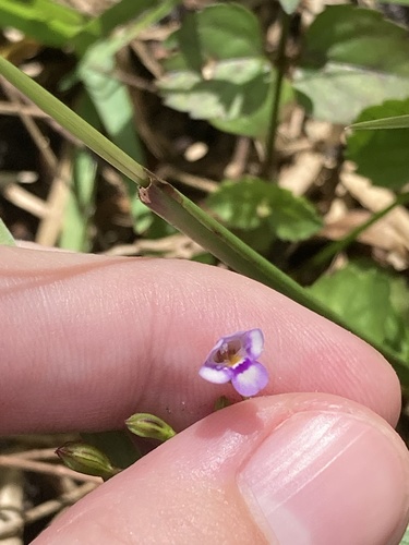 Torenia crustacea, photograph 6