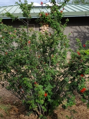 Calliandra californica