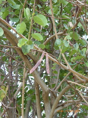 Cercis siliquastrum