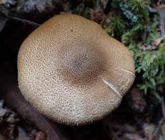 Cystoderma carcharias