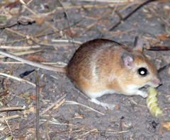 Gerbilliscus leucogaster