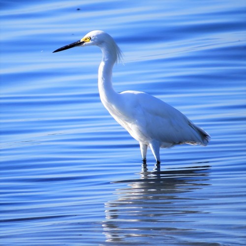 Egretta thula image