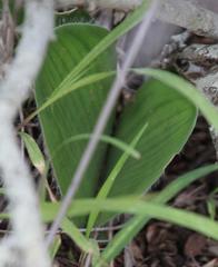 Haemanthus humilis