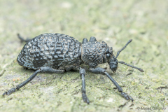 Aegorhinus superciliosus