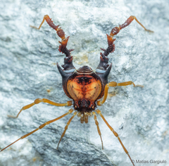 Neogonyleptes docilis