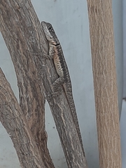 Tropidurus