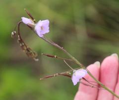 Heliophila rigidiuscula