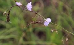 Heliophila rigidiuscula