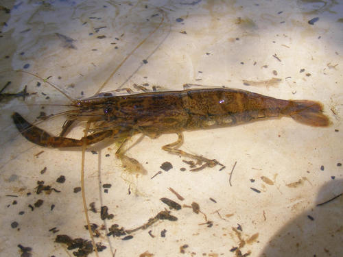Macrobrachium lepidactylus