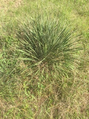 Yucca louisianensis