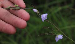 Heliophila rigidiuscula