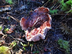 Hydnellum lundellii