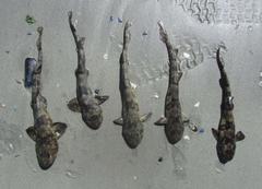 Haploblepharus pictus