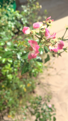 Magnoliopsida