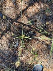 Cyperus plukenetii
